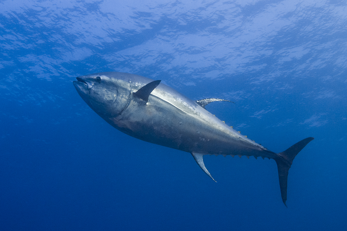 Atlantic bluefin tuna (Thunnus thynnus) also known as the northern bluefin tuna is a giant among tunas as individuals can exceed weights over 679 kg (1,497 lbs.) measuring up to 3.84 m (12.6 ft) long.