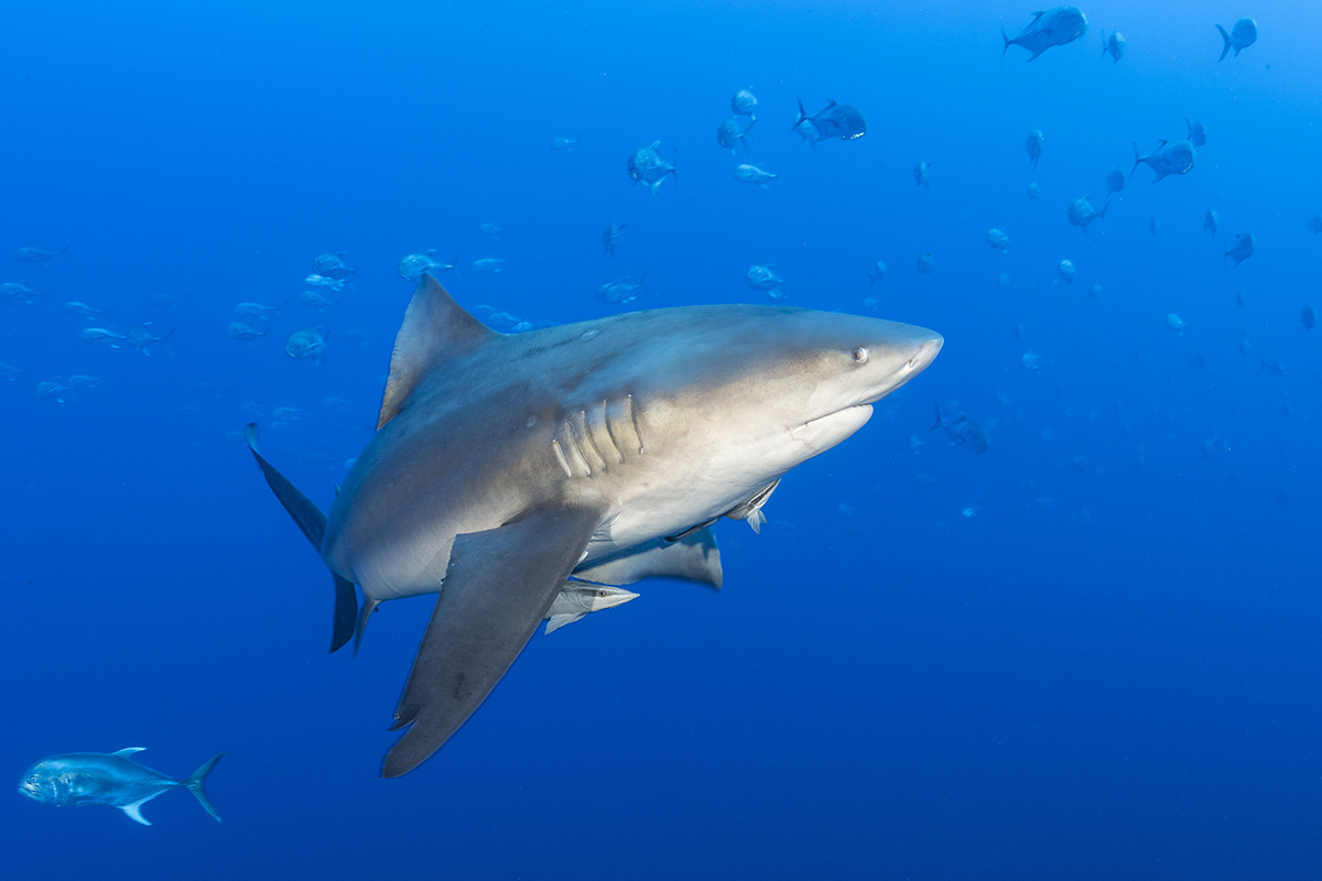 Bull Shark (Carcharhinus leucas), is a species of requiem shark commonly found worldwide in warm, shallow waters along coasts and in rivers. It is known for its aggressive nature, and presence mainly in warm, shallow brackish and freshwater systems including estuaries and (usually) lower reaches of rivers as these sharks are euryhaline and can thrive in both salt and fresh water.