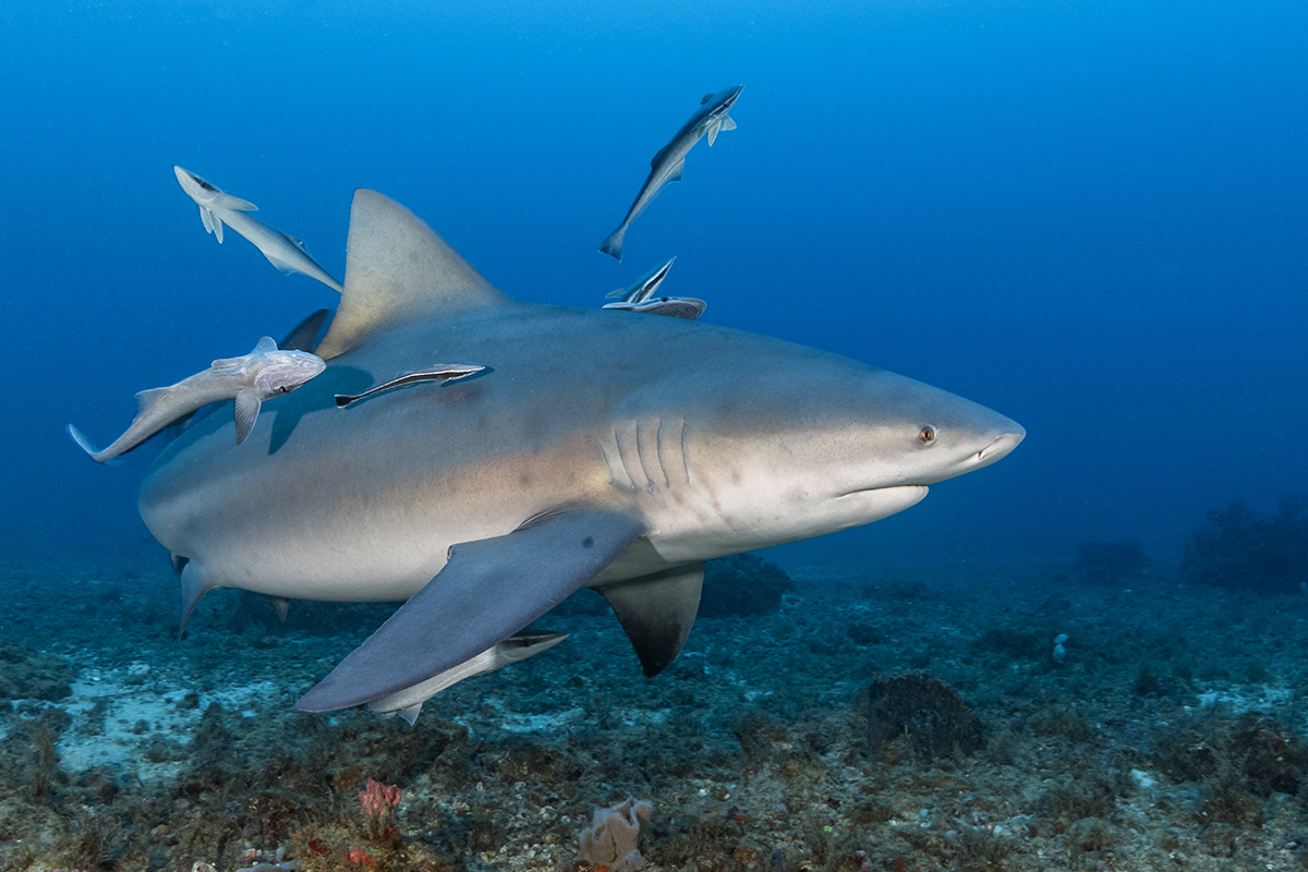 Bull Shark (Carcharhinus leucas), is a species of requiem shark commonly found worldwide in warm, shallow waters along coasts and in rivers. It is known for its aggressive nature, and presence mainly in warm, shallow brackish and freshwater systems including estuaries and (usually) lower reaches of rivers as these sharks are euryhaline and can thrive in both salt and fresh water.