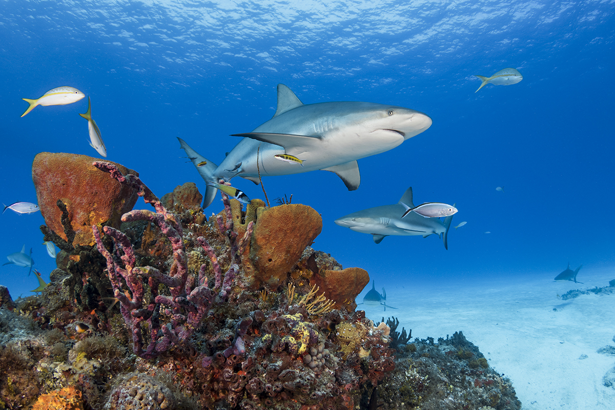 Caribbean Reef Shark (Carcharhinus perezi) is a species of requiem shark, belonging to the family Carcharhinidae. It is found in the tropical waters of the western Atlantic Ocean from Florida to Brazil and is the most commonly encountered reef shark in the Caribbean Sea.