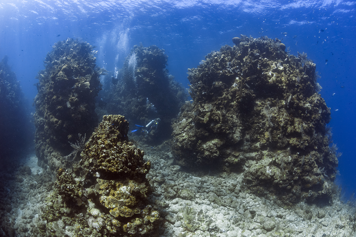 Giant coral formations on the north side of Utila in the Honduran Bay Islands