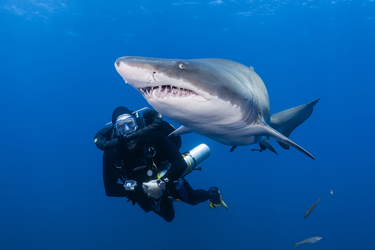 Rebreather diver with a large sand tiger shark