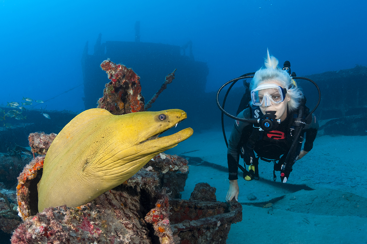 Diver with large Green Moray Eel