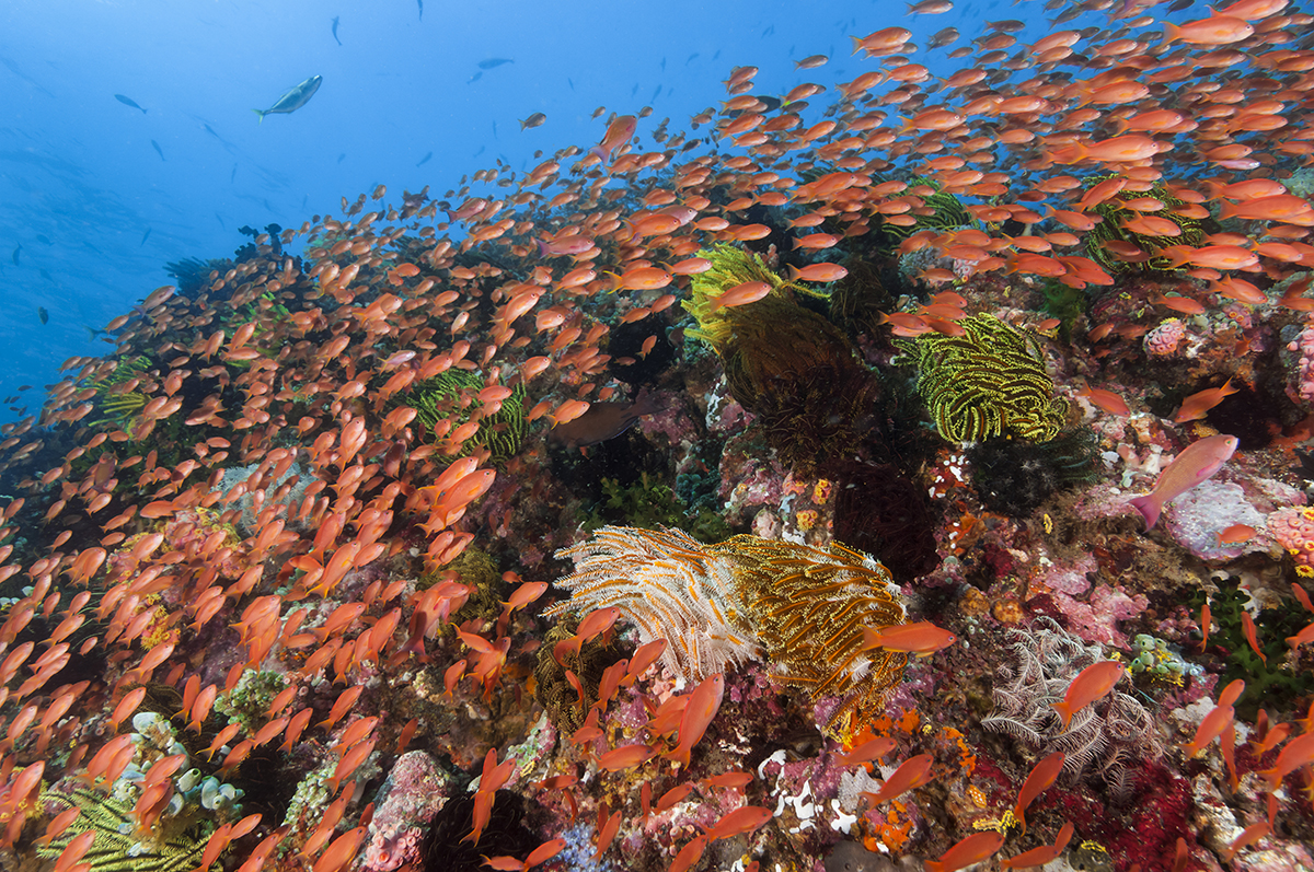 Philippines Reef