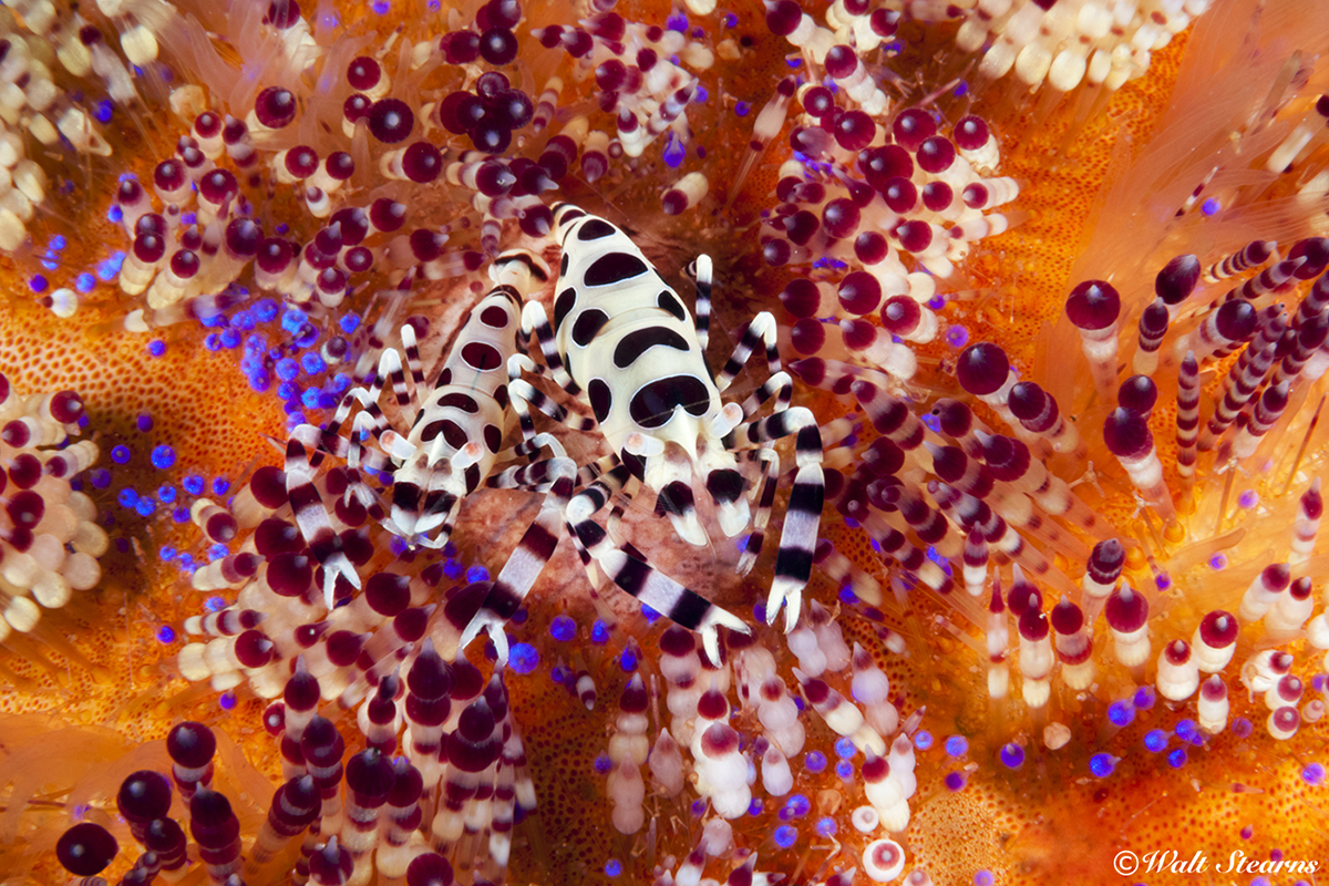 Pair of Coleman shrimp atop a fire urchin.