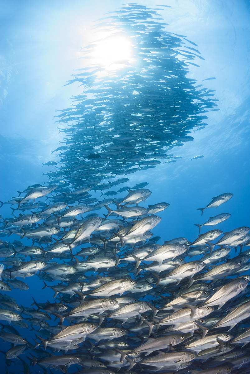 Large school of Pacific Crevalle Jacks (Caranx caninus).