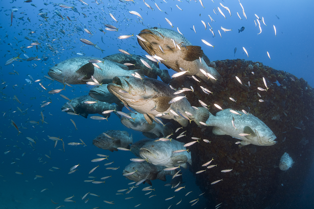 Goliath groupers (Epinephelus itajara) 