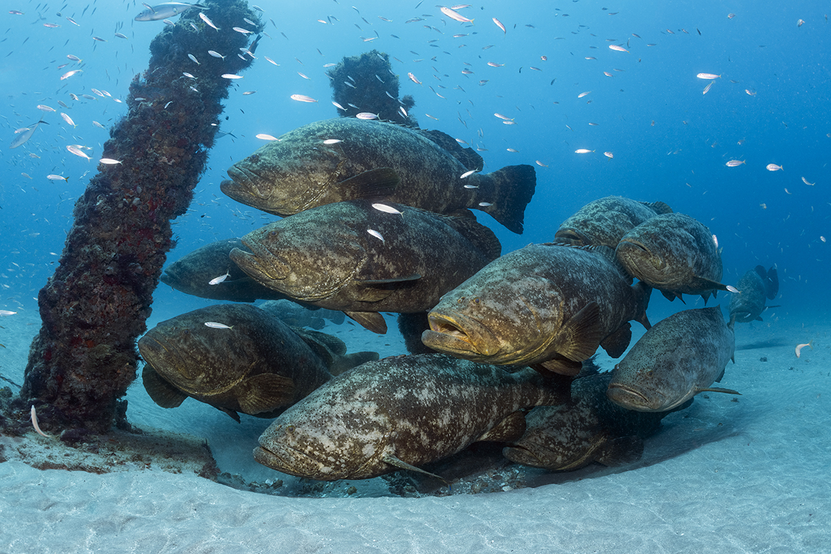 Goliath groupers (Epinephelus itajara) 