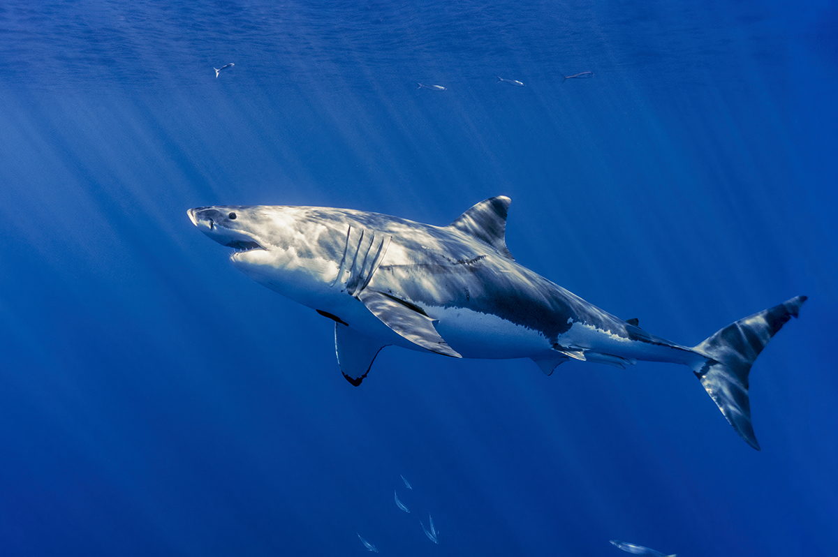 Great White Shark (Carcharodon carcharias) 