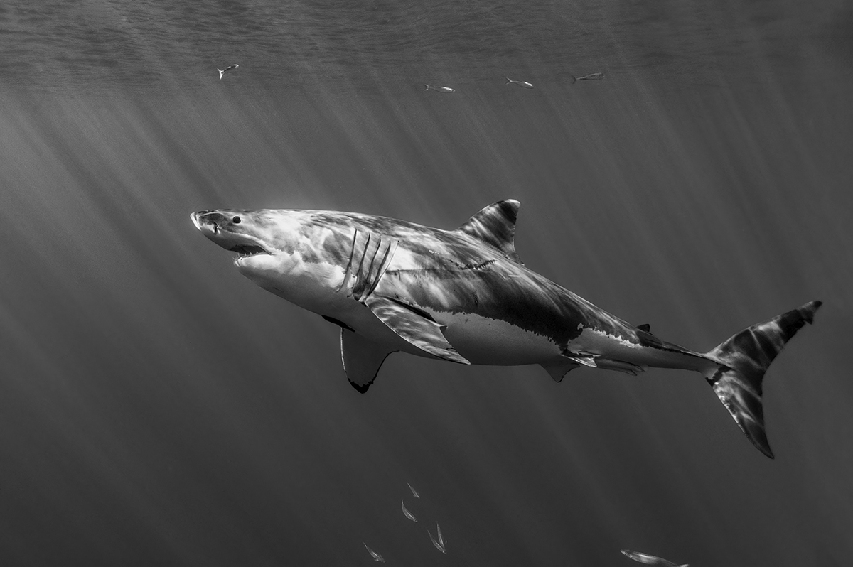 Great White Shark (Carcharodon carcharias) 