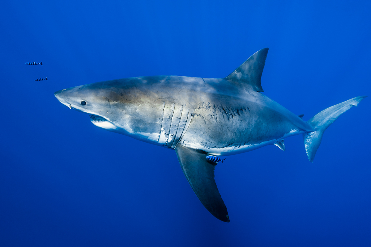 Great White Shark (Carcharodon carcharias) 