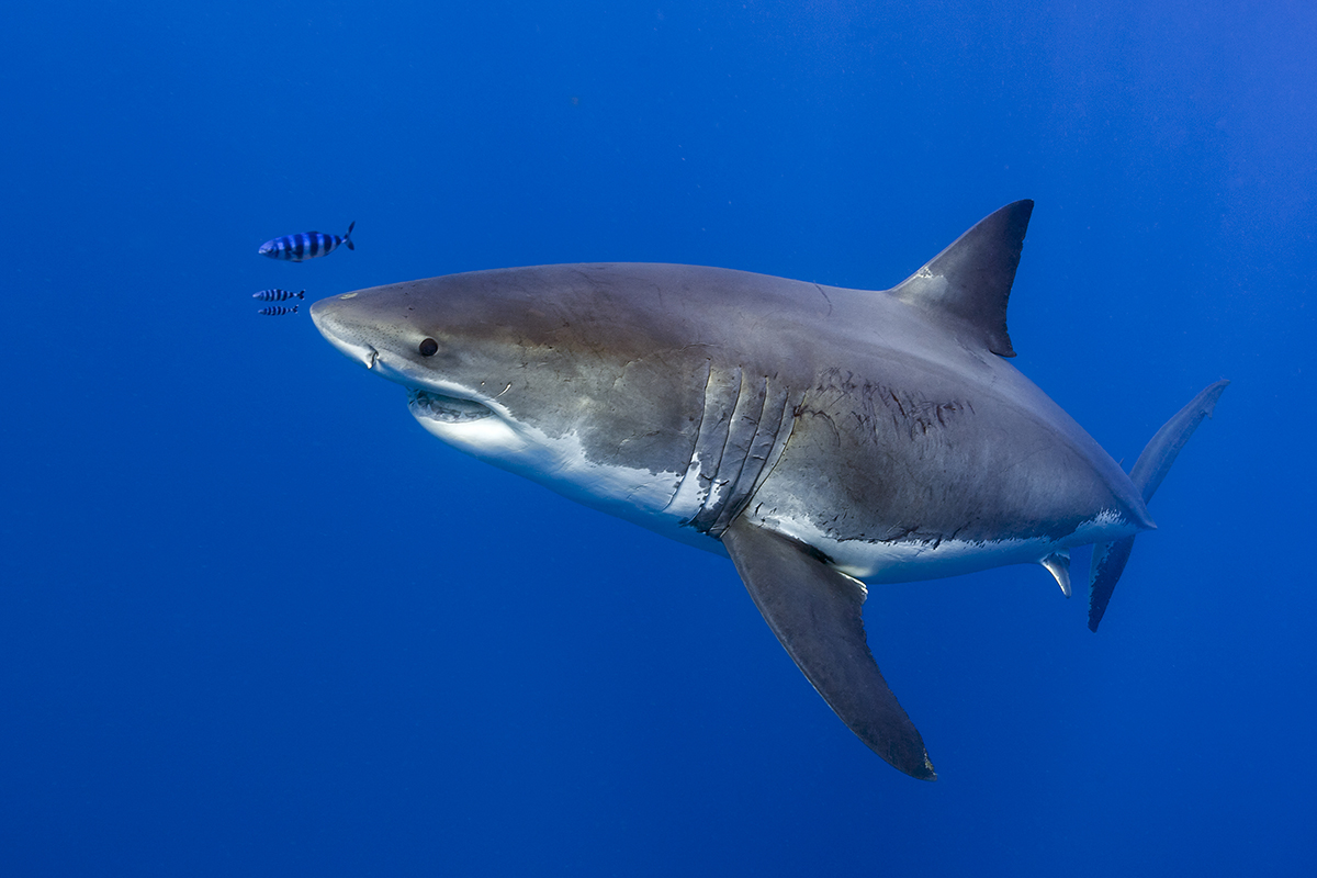 Great White Shark (Carcharodon carcharias) 