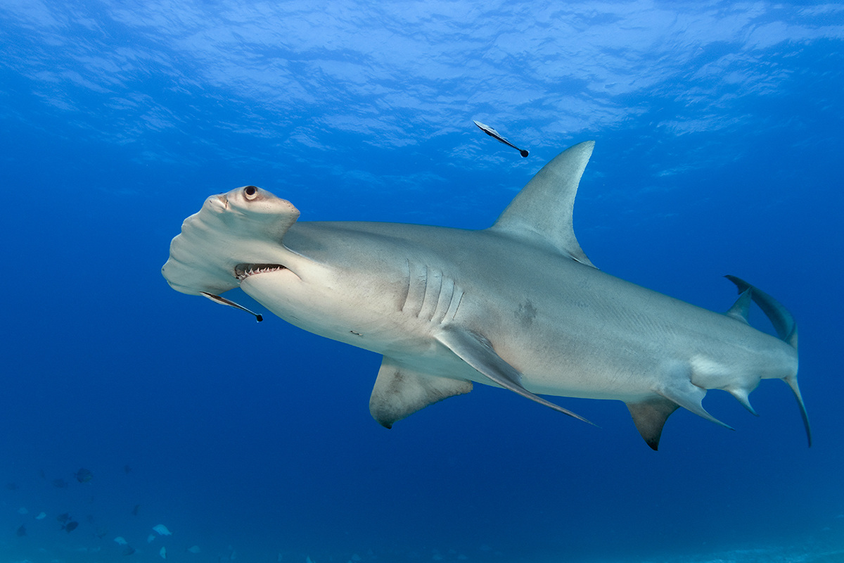 Greater Hammerhead Shark (Sphyrna mokarran)