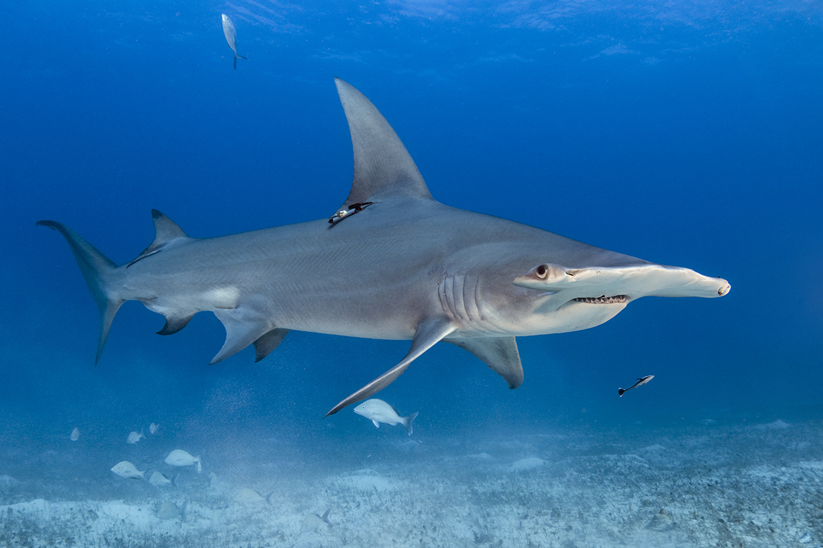 Greater Hammerhead Shark (Sphyrna mokarran)