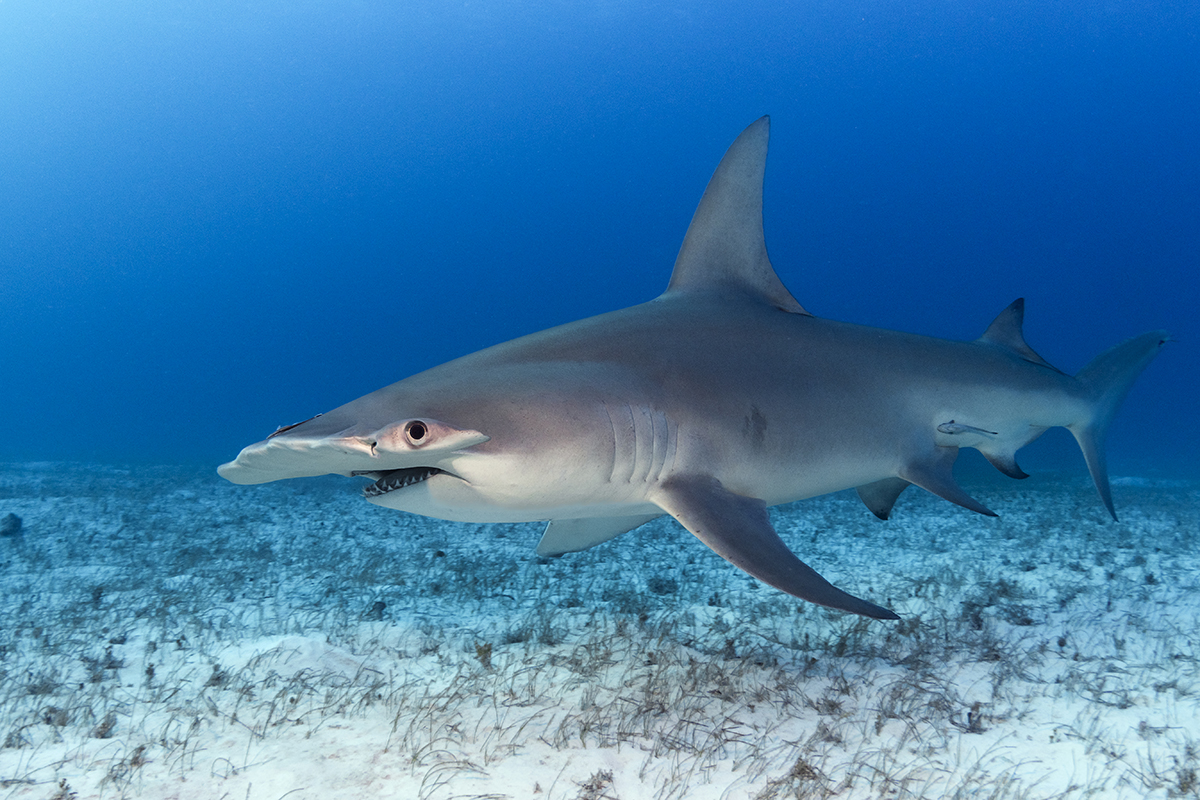 Greater Hammerhead Shark (Sphyrna mokarran)