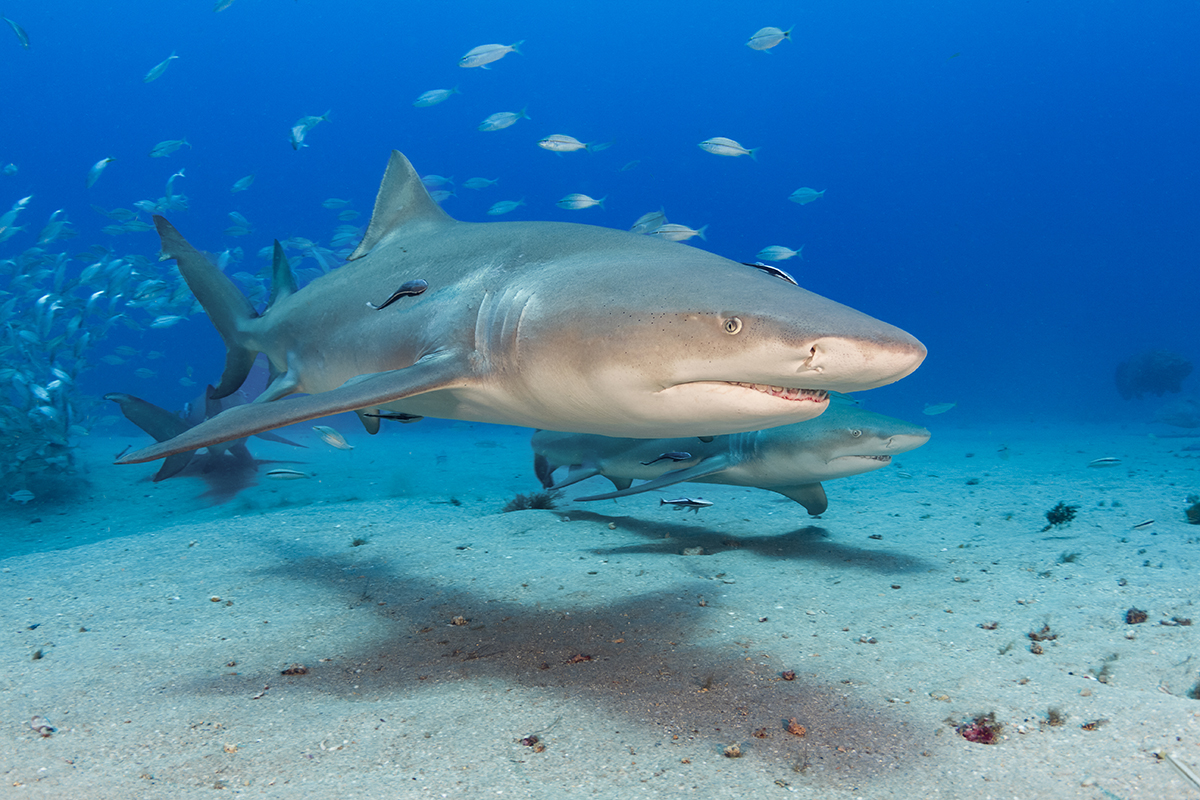 Lemon Shark (Negaprion brevirostris)