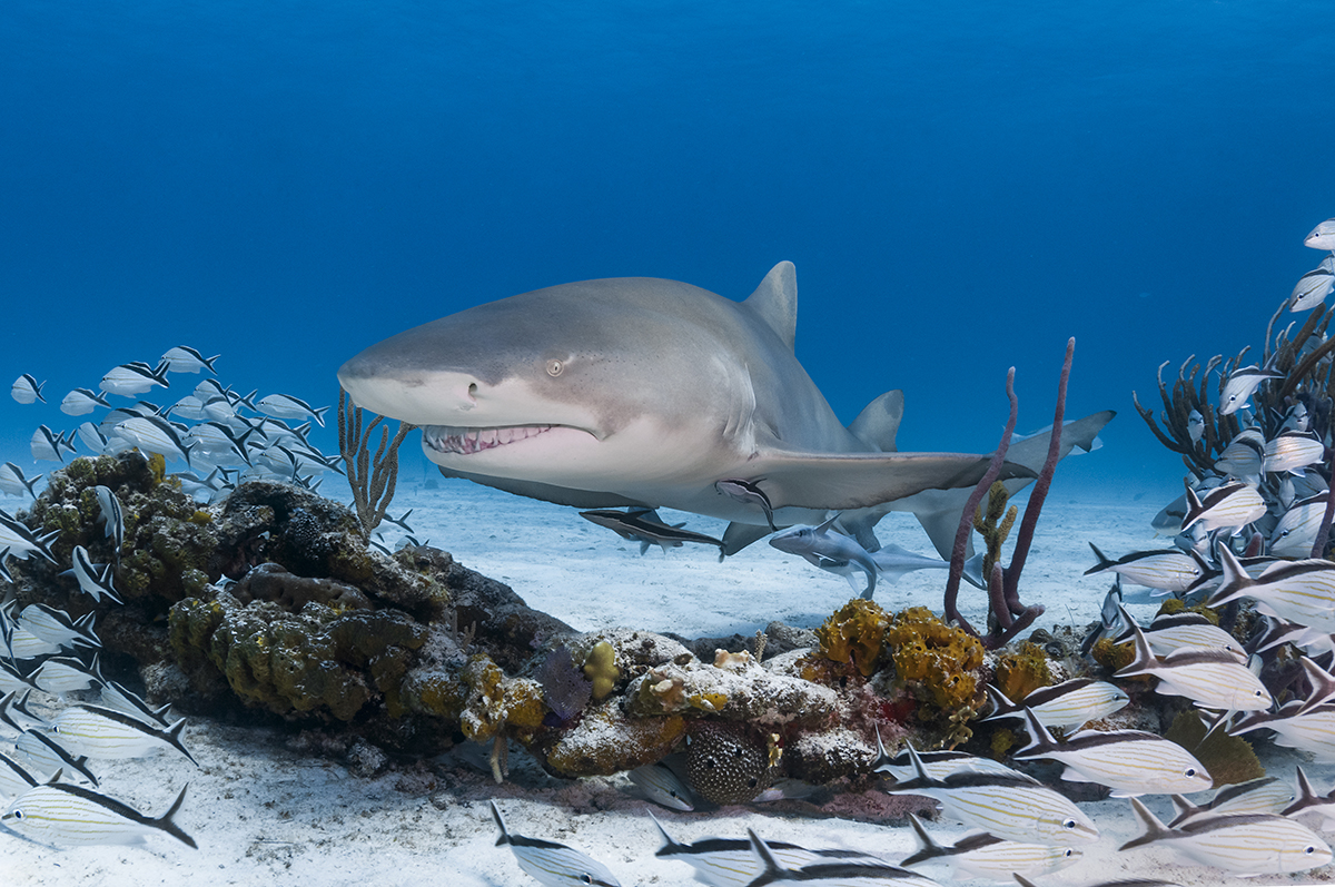 Lemon Shark (Negaprion brevirostris)