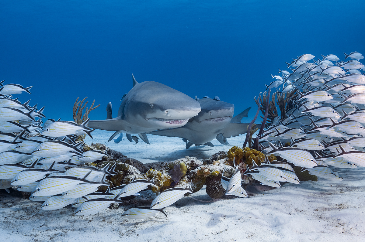 Lemon Shark (Negaprion brevirostris)