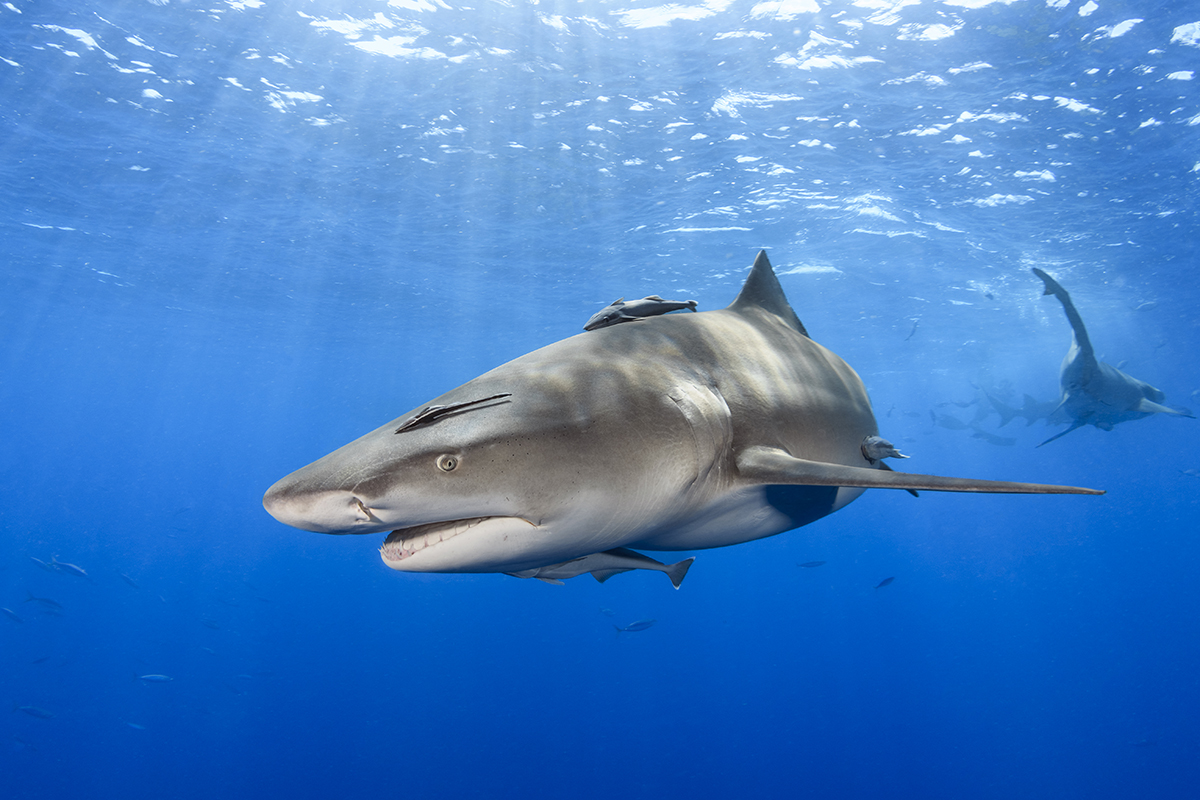 Lemon Shark (Negaprion brevirostris)