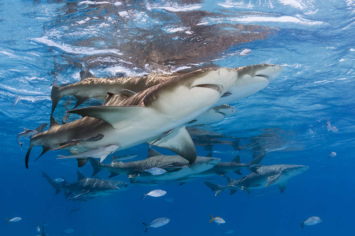 Lemon Shark (Negaprion brevirostris)