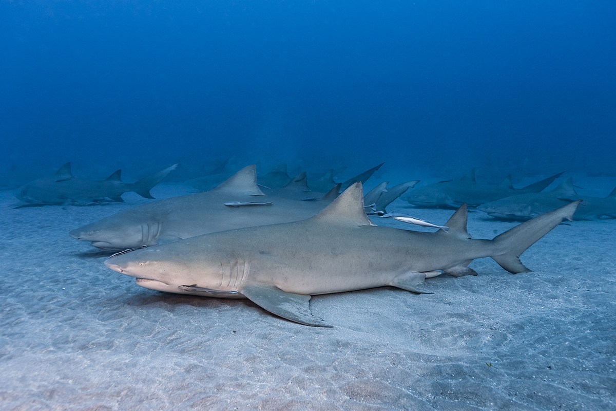 Lemon Shark (Negaprion brevirostris)