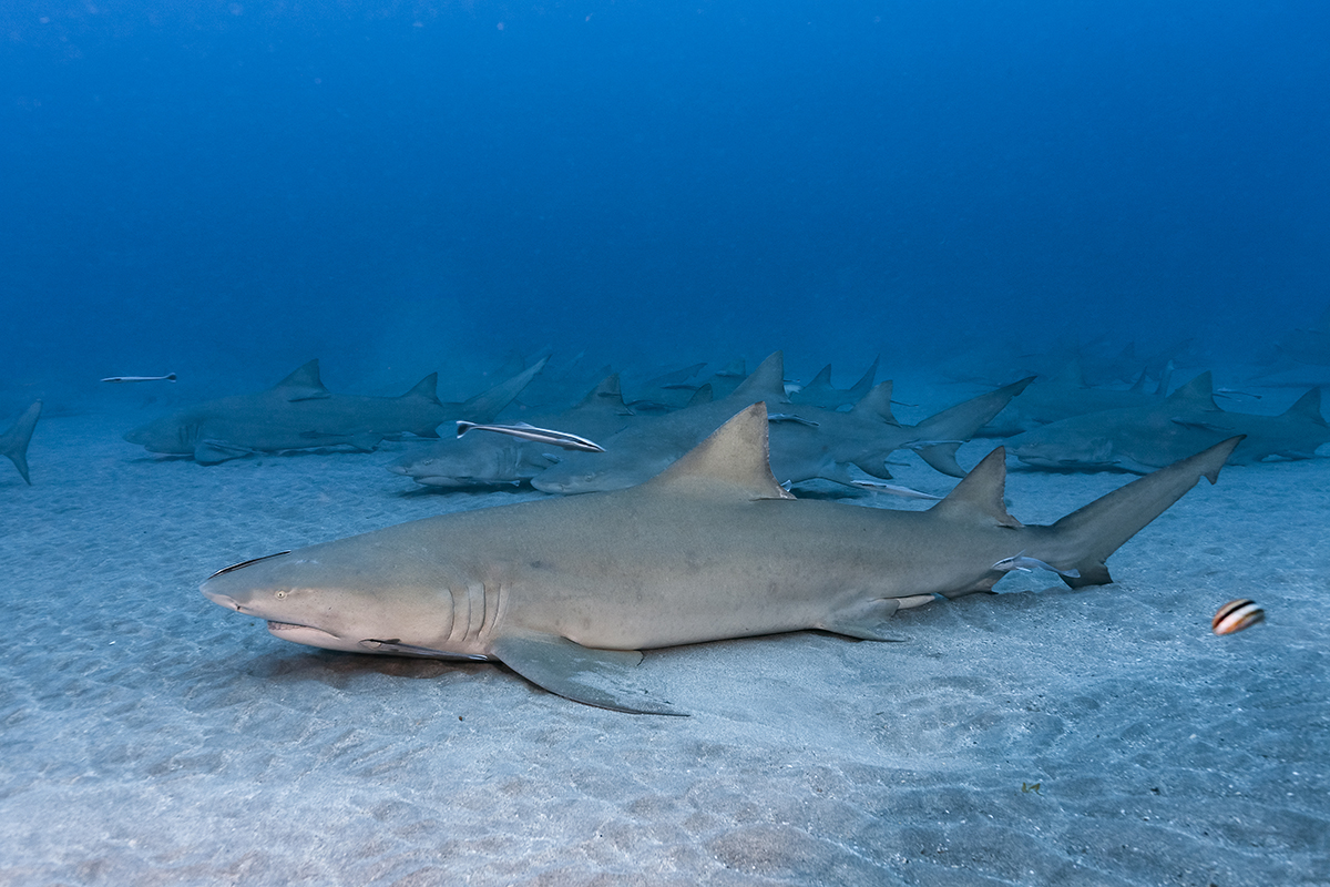 Lemon Shark (Negaprion brevirostris)