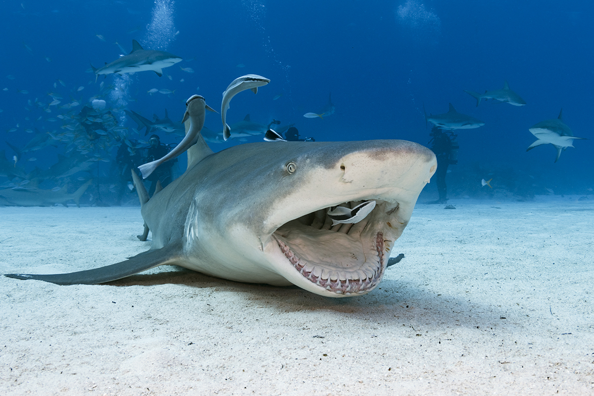 Lemon Shark (Negaprion brevirostris)