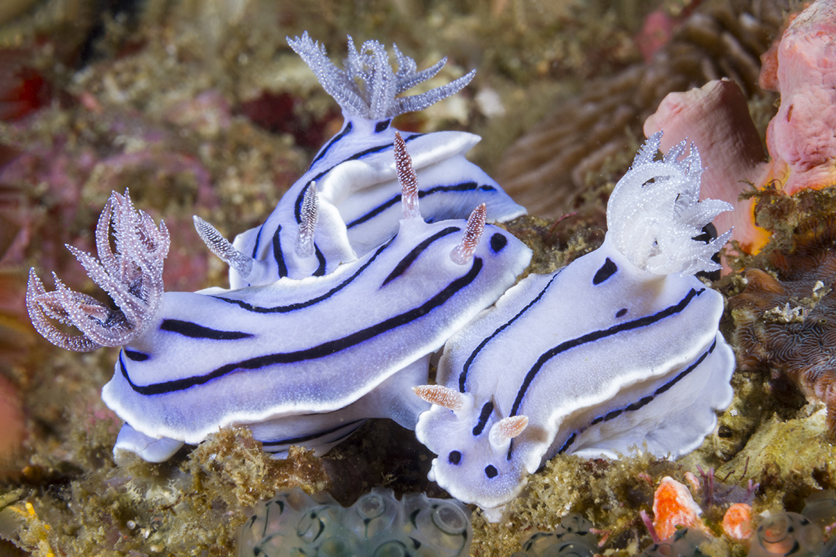 Chromodoris willani Nudibranch