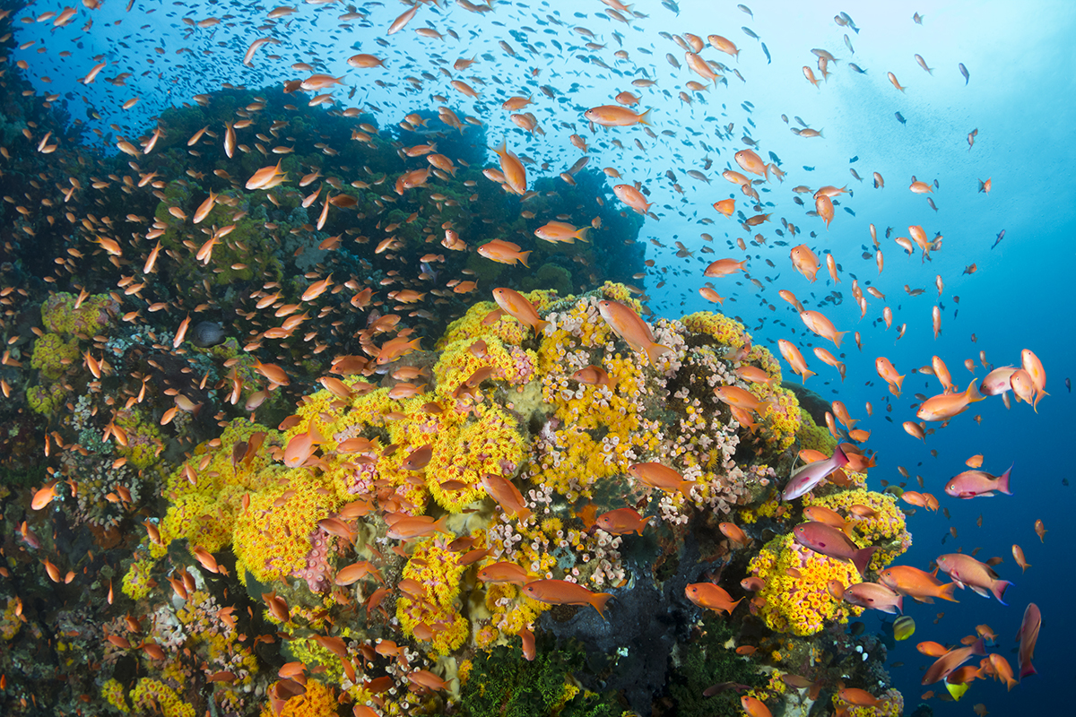 Philippines Reef