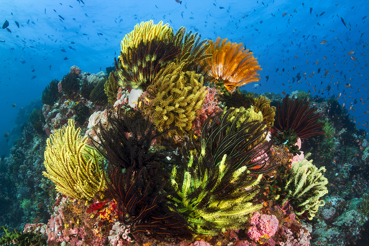 Philippines Reef