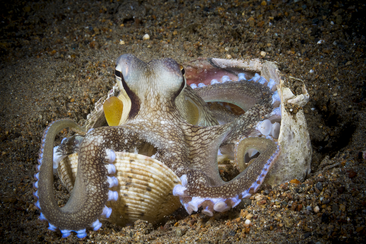 Coconut Octopus