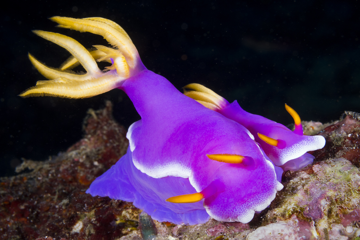 Hypselodoris apolegma Nudibranch