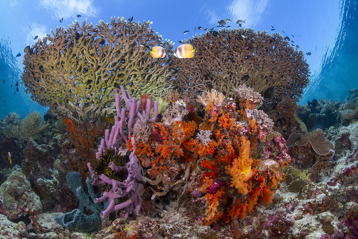 Hard and soft corals, Wakatobi, Indonesia