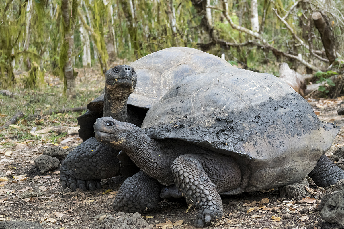 Galapagos Tortoise, Galapagos Islands.