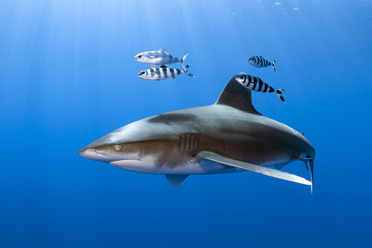 Oceanic Whitetip Shark (Carcharhinus longimanus)