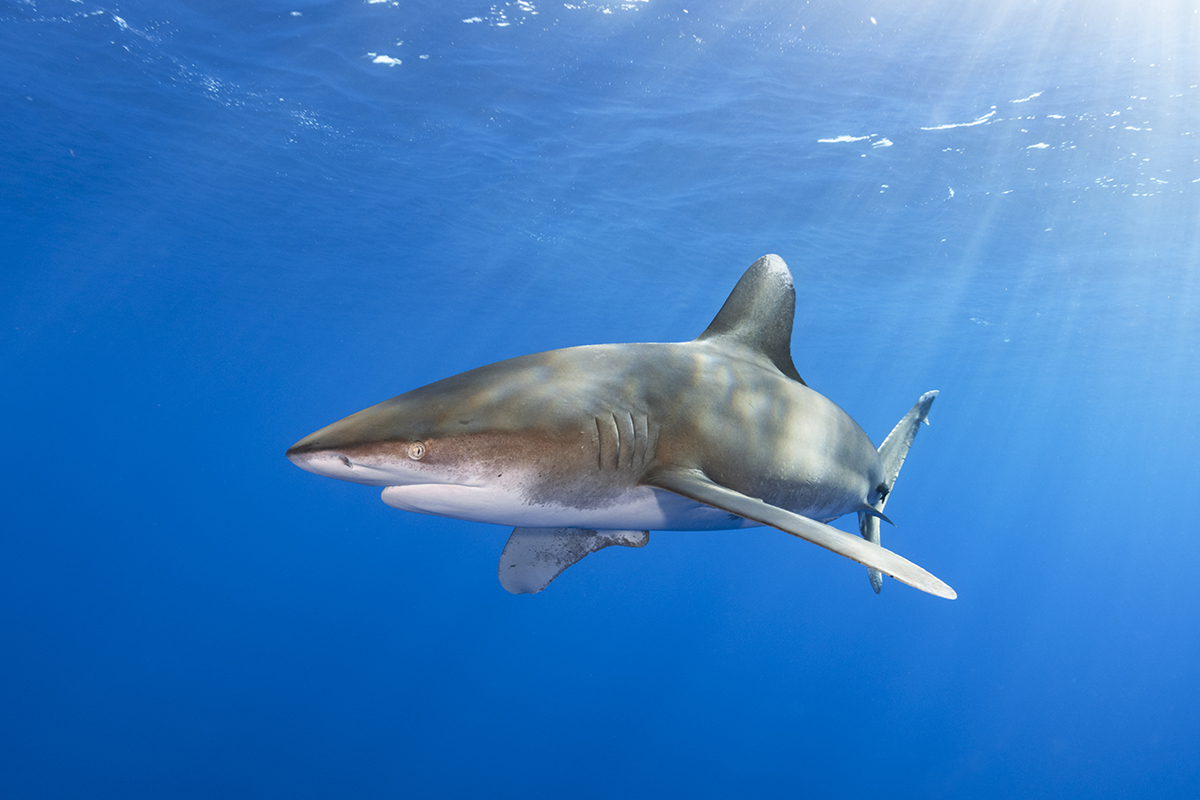 Oceanic Whitetip Shark (Carcharhinus longimanus)