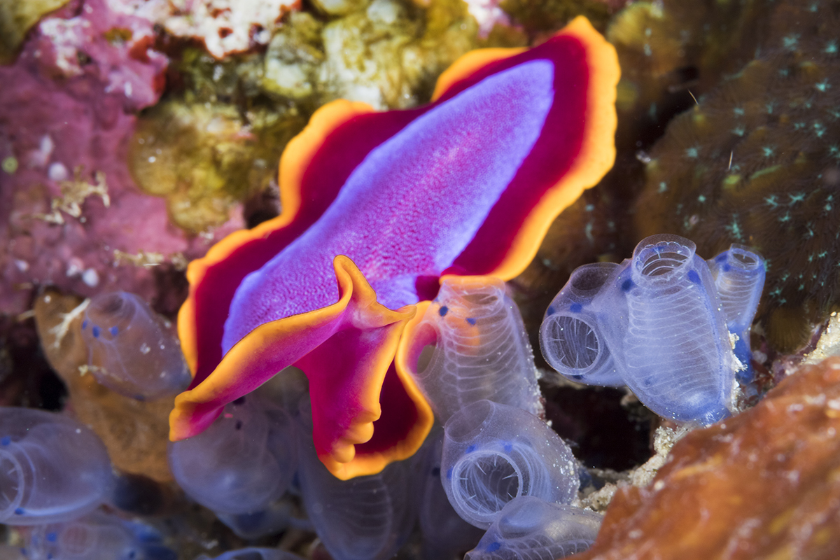 Pseudoceros ferrugineus flatworm