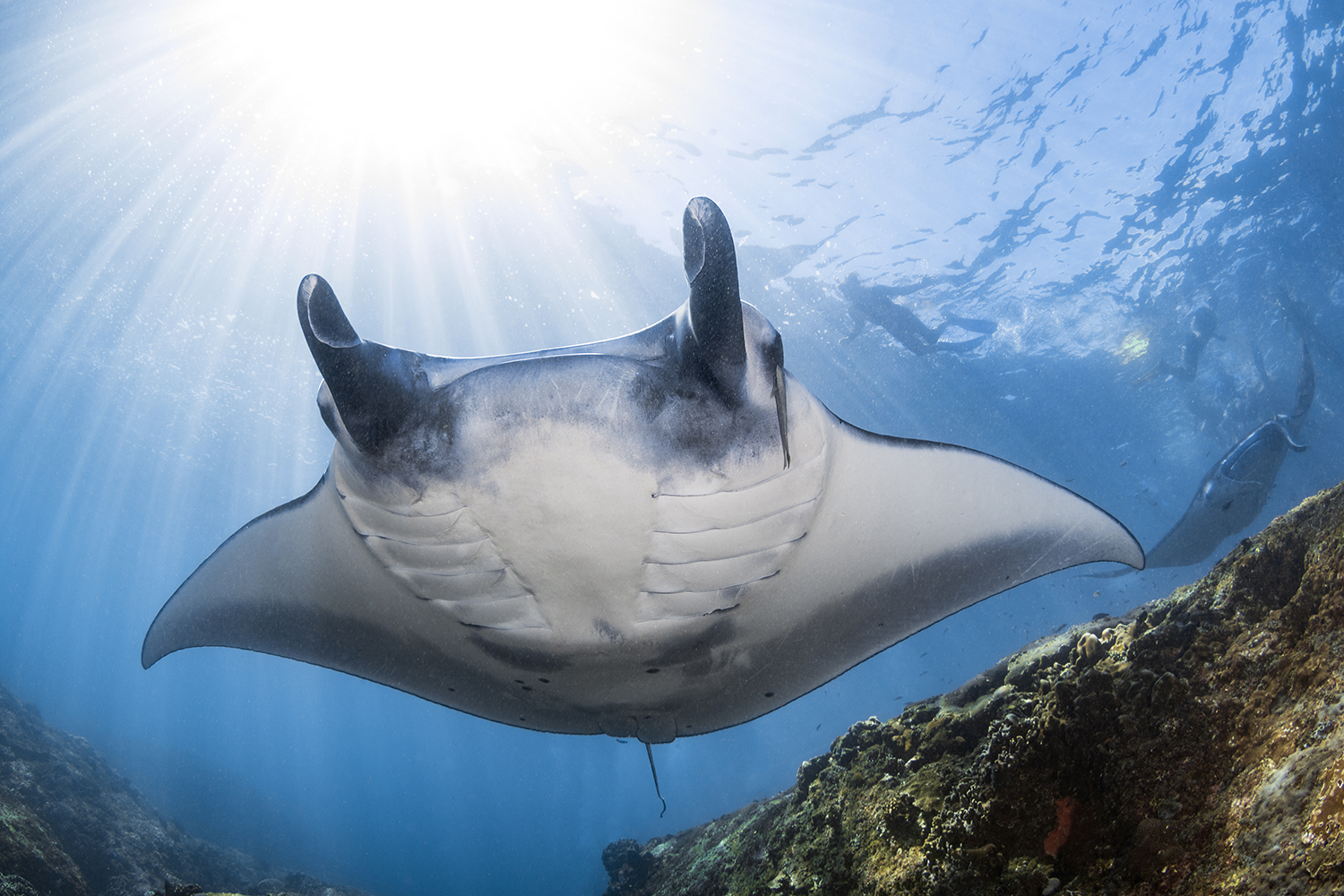 Oceanic Manta Ray (Mobula birostris) is the largest species ray that can grow to a maximum of 7 m (23 ft) across with a weight of about 3,000 kg (6,600 lbs.), but the average size commonly observed is 4.5 m (15 ft).