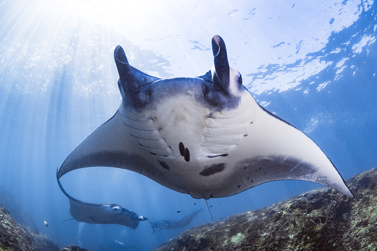 Oceanic Manta Ray (Mobula birostris) is the largest species ray that can grow to a maximum of 7 m (23 ft) across with a weight of about 3,000 kg (6,600 lbs.), but the average size commonly observed is 4.5 m (15 ft).