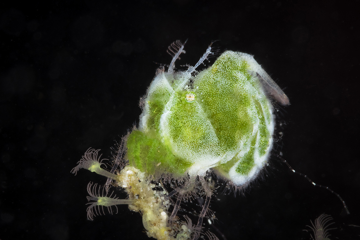 Jade green colored hairy shrimp tiny enough to sit on the head of a pin.