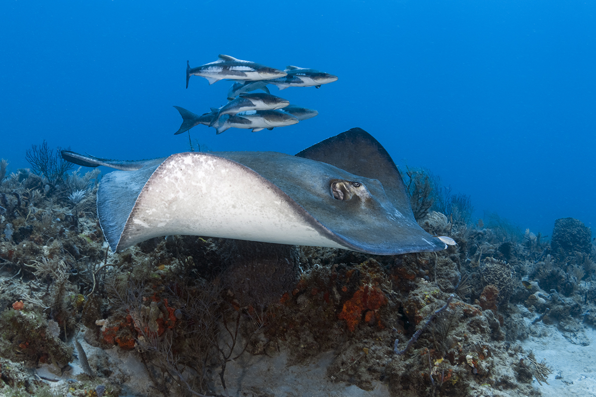 Southern Stingray