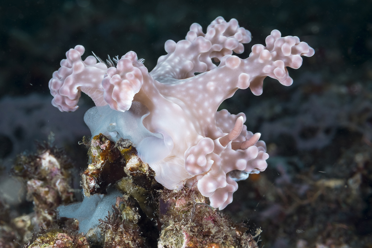 Miamira allenii Nudibranch