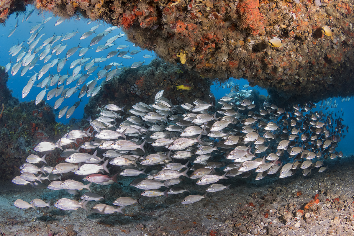 Large school of white grunts pass through a large undercut and swim through on a reef called tunnels in Jupiter, Florida