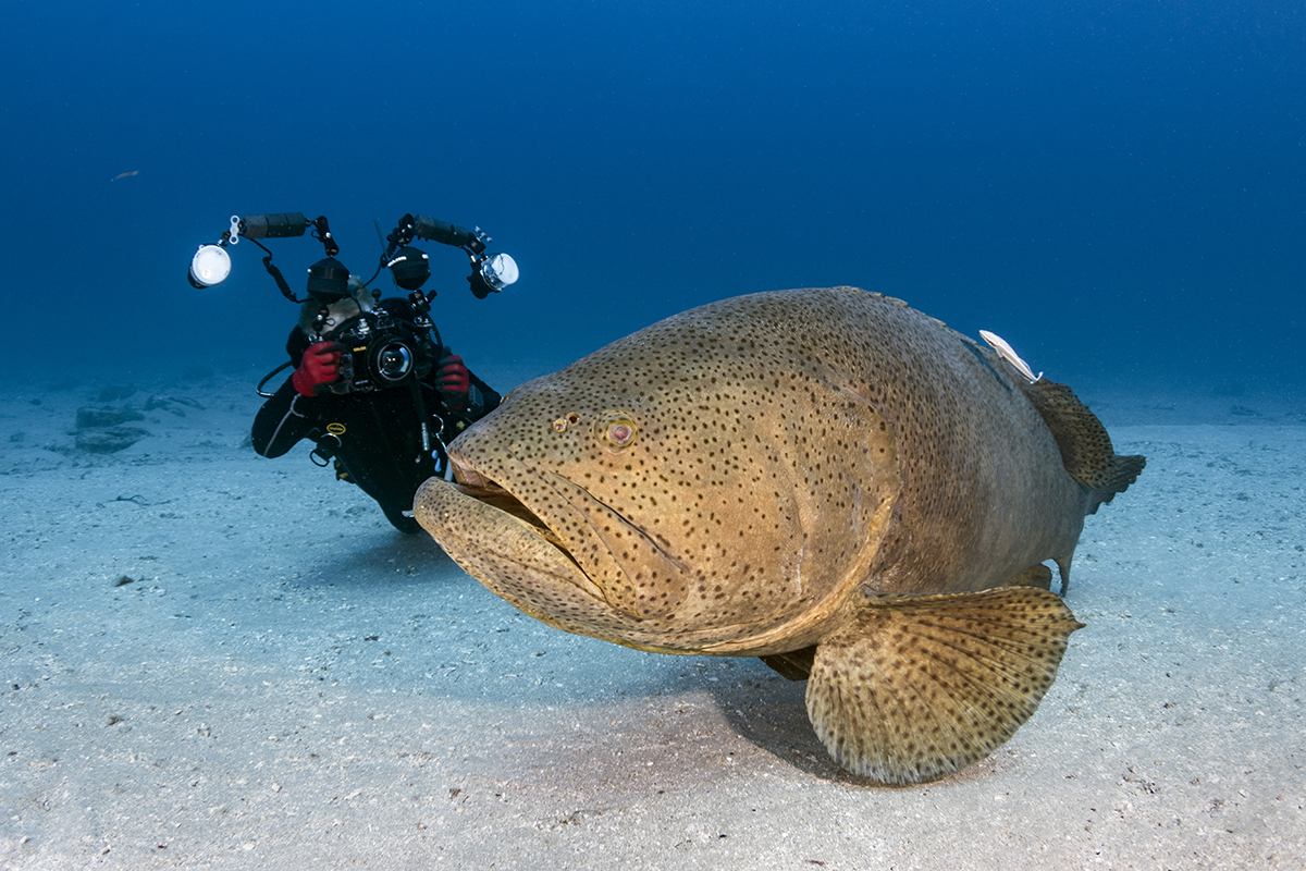 A large 450-lb. Goliath grouper poses for a underwater photographer off the coast of West Palm Beach, Florida.