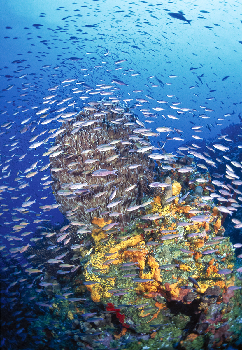 The top of the dive site known as the Eye of the Needle in Saba, Eastern Caribbean.