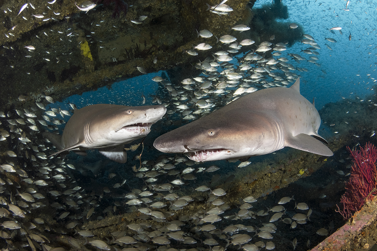 Sand Tiger Shark (Carcharias taurus)