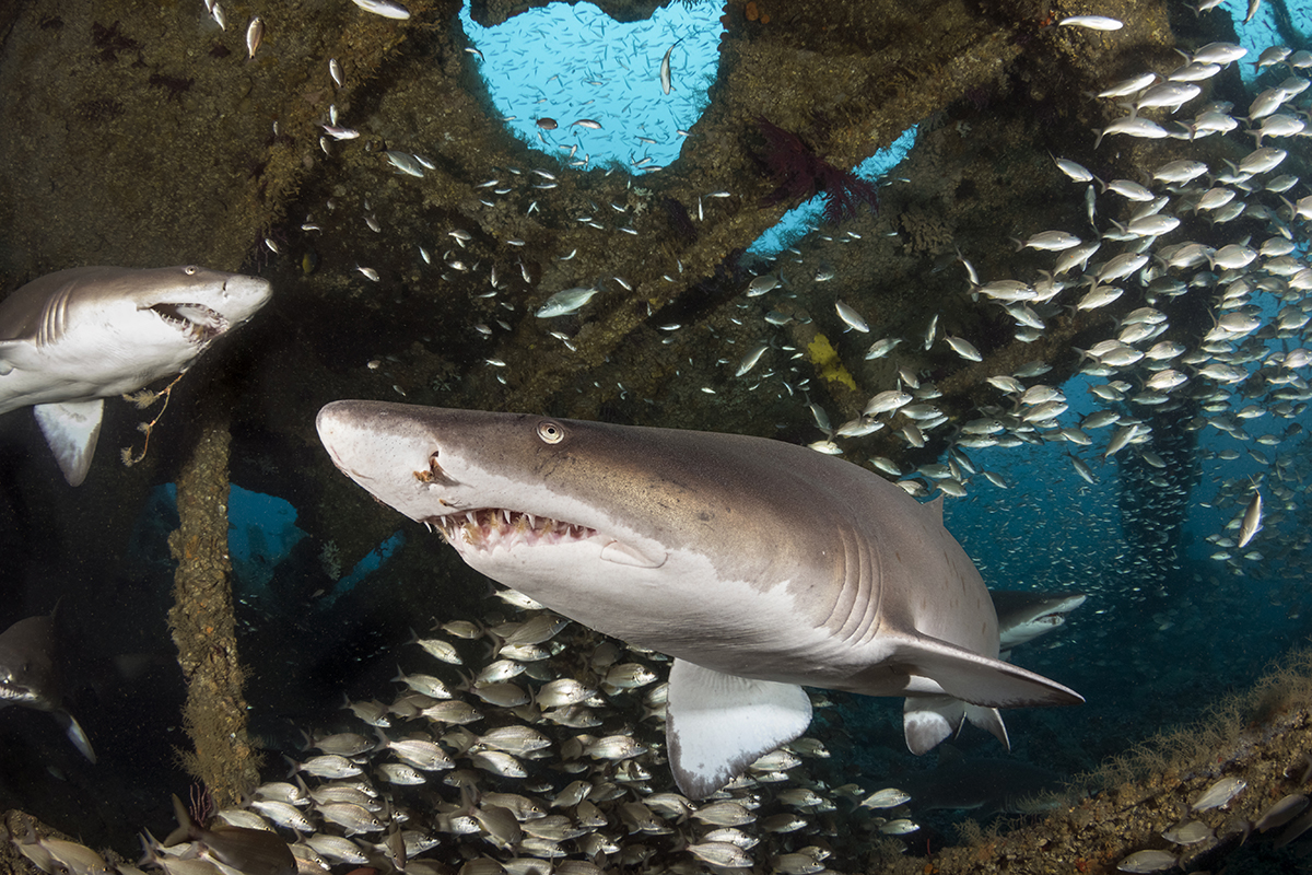 Sand Tiger Shark (Carcharias taurus)