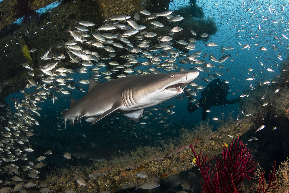 Sand Tiger Shark (Carcharias taurus)