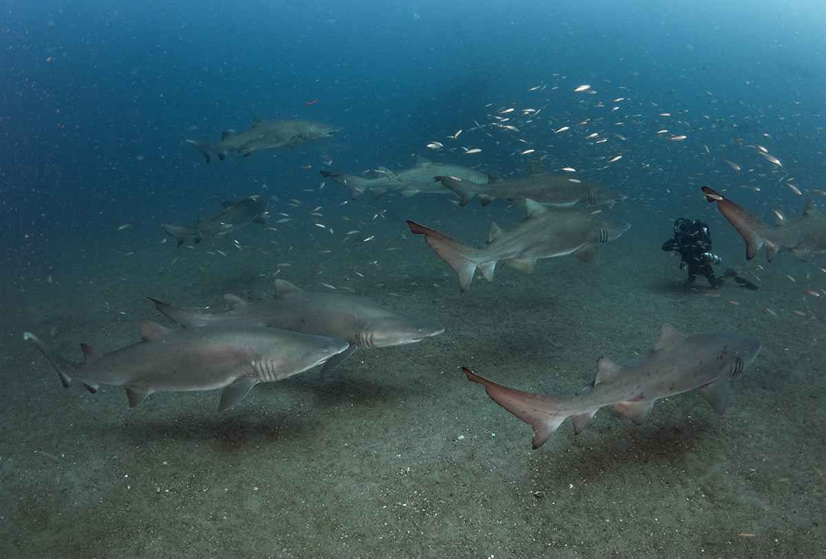 Sand Tiger Shark (Carcharias taurus)