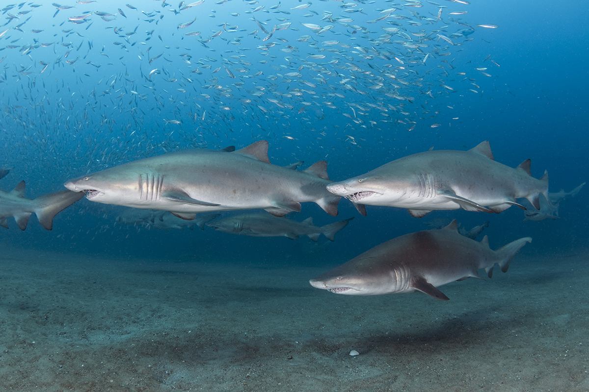 Sand Tiger Shark (Carcharias taurus)